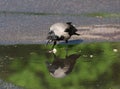 Crow soaks solid food in a puddle on asphalt