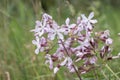 Crow soap (Saponaria officinalis) in bloom. Royalty Free Stock Photo