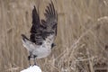 The crow spread its wings. The bird takes off Royalty Free Stock Photo