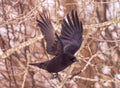 Crow spreading wings