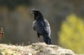 Crow in spring sings on the rock Royalty Free Stock Photo