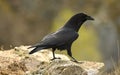 crow in spring sings on the rock Royalty Free Stock Photo