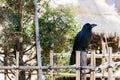 Crow stand at bamboo fence with green trees in the background at Sapporo in Hokkaido, Japan