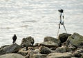 A crow stand beside camera at rock