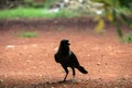 The crow stand in the field alone