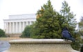 A crow stand still in front of Lincoln memorial