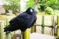 A crow standing on bamboo fence.