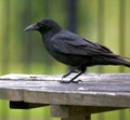 Crow standing on a bench Royalty Free Stock Photo