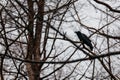 Crow standing on the branch at Noboribetsu Bear Park in Hokkaido, Japan
