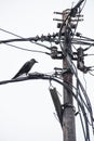 A crow is standing on the electric wire in portrait view
