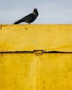 Crow standing on a fence under the sky