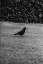 Crow standing in a grass field black and white