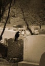 Crow standing on grave