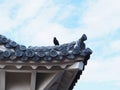 Crow standing on Himeji castle roof Royalty Free Stock Photo