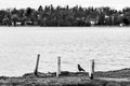 Crow Standing on the Shore by Lake