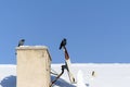 A crow stands on the satellite dish on the roof in winter, and next to it are pigeons, the brotherhood of the crow and the pigeons Royalty Free Stock Photo