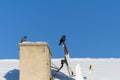 A crow stands on the satellite dish on the roof in winter, and next to it are pigeons, the brotherhood of the crow and the pigeons Royalty Free Stock Photo