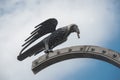 Crow statue at castle of Buda - Budapest