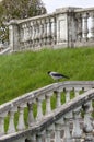 Crow on the Stone Balustrade