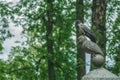 Crow on a stone tombstone owl grave Ukalovic. Lazarevskoye cemetery of Alexander Nevsky Lavra, St. Petersburg, Russia