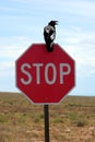 Crow on stop sign Royalty Free Stock Photo