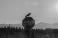Crow on Stop sign California Royalty Free Stock Photo