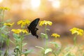 A crow swallowtail swallowing the nectar of black-eyed susan