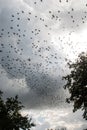 Crow swarm on dark sky