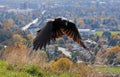 Crow Contracting Before Lift-Off over Victoria Royalty Free Stock Photo