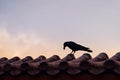 crow on temple wall of setting sun Royalty Free Stock Photo
