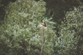 Crow on top of a dead tree branch