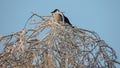 A crow on the top of ice-covered birche Royalty Free Stock Photo
