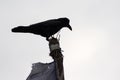 Crow at the top of prayer flag post, Everest trail, Himalaya, Nepal