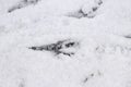 Crow tracks on white snow. Traces of birds