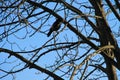 Crow on the tree branches Royalty Free Stock Photo