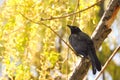 A crow on tree