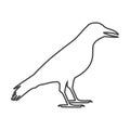 Crow vector illustration design, Crow silhouette Royalty Free Stock Photo