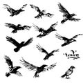 Crow vector illustration set