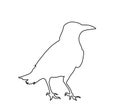 Crow vector line contour silhouette isolated on white