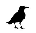 Crow vector silhouette isolated on white