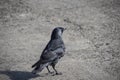 Crow walking along the path. black crow. wild bird