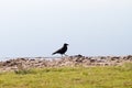 A crow walking on the beach