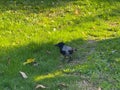 Crow walking on grass in sunlight. Observation, intelligence and coexistence of wildlife in urban park. Royalty Free Stock Photo