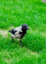 Crow is walking on green grass. Portrait of a grey crow. Royalty Free Stock Photo