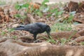 Crow walking on the ground Royalty Free Stock Photo