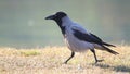 Crow walks along the beach and croaks