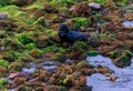 Crow walks along edge of green algae field on stoney beach