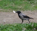 Crow walks along a park path and carries a yogurt box in its beak Royalty Free Stock Photo