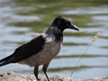 The crow on the water background in park in Kotka, Finland