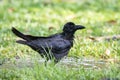 Crow watering in public park Royalty Free Stock Photo